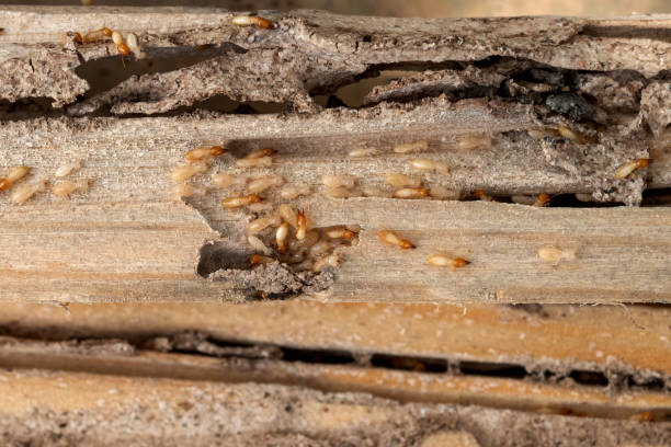 Pest Control for Restaurants in Westby, WI